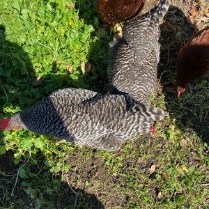 Meet your Posher, Thane